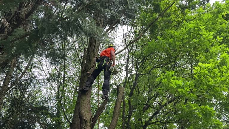 Professional Tree Removal and Landscaping Services in Chandler, AZ